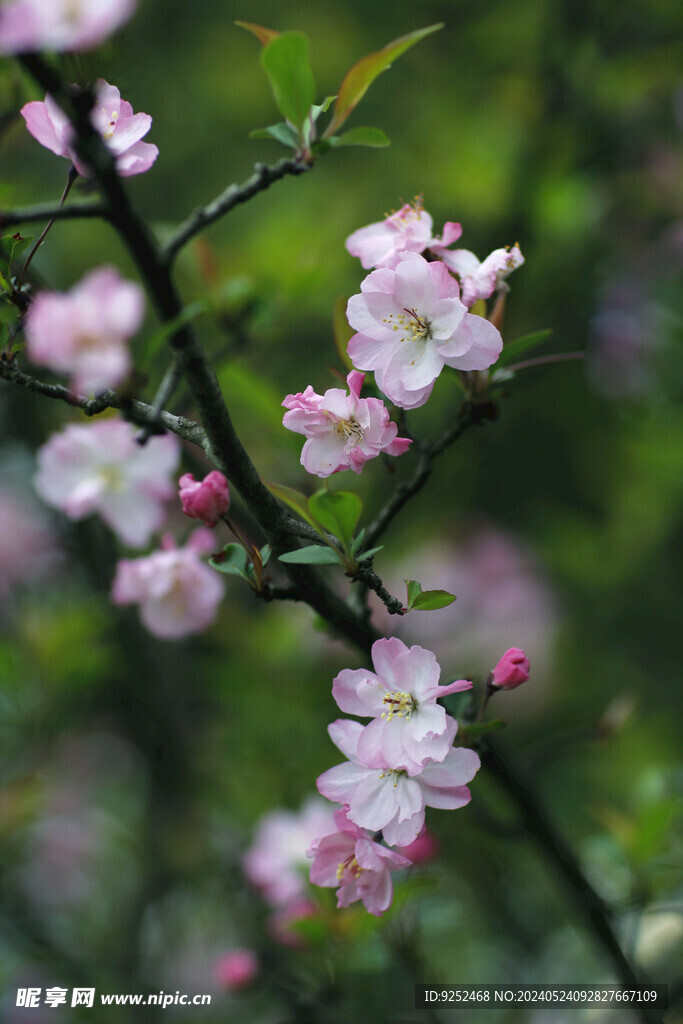 粉樱花 