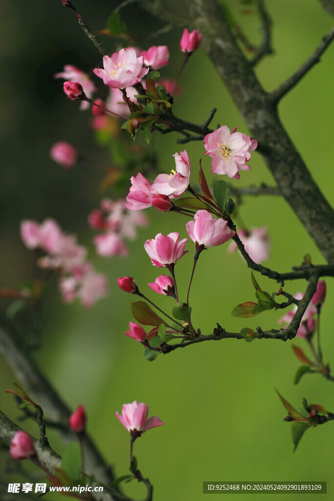 樱花树 