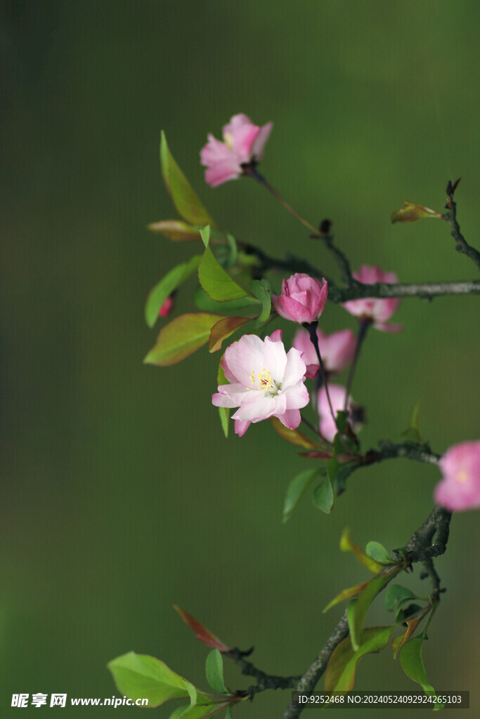 樱花树 