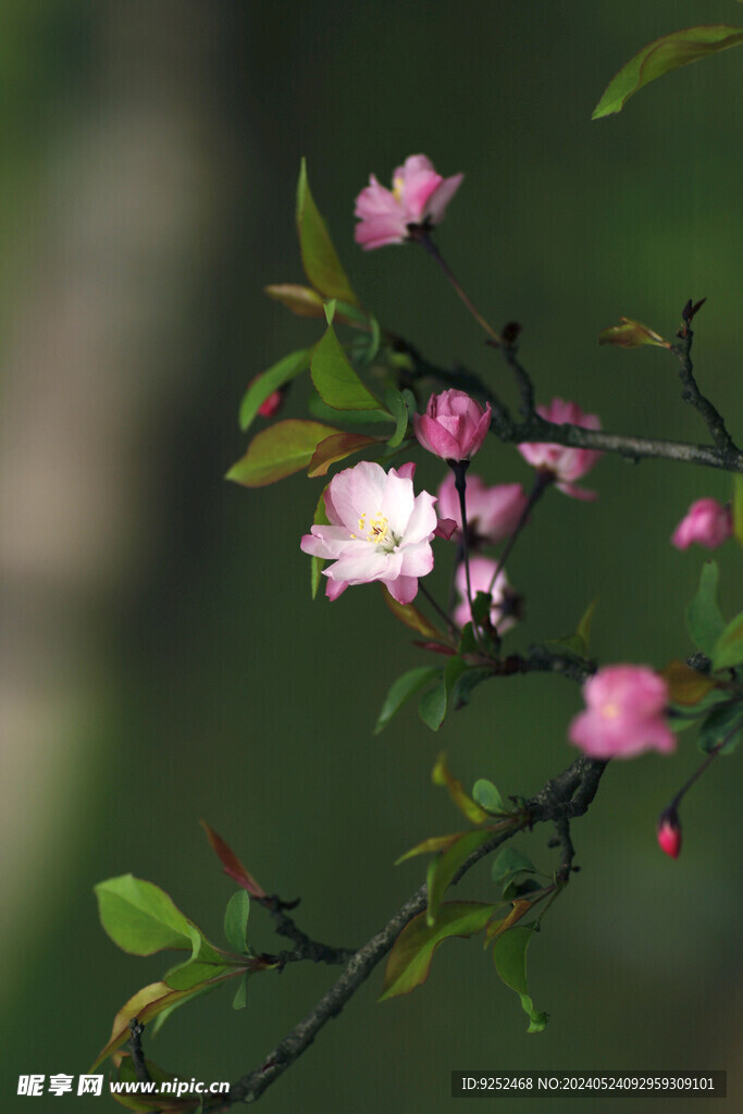 樱花枝 