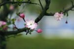  樱花树