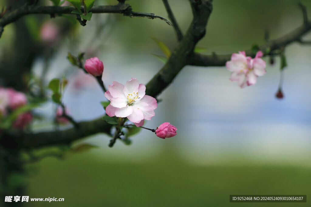  樱花树