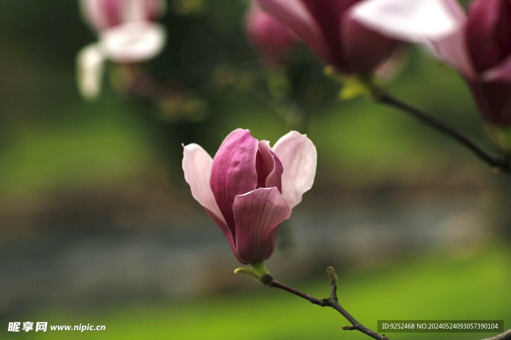 玉兰花