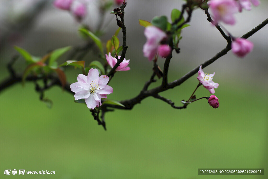  樱花树 