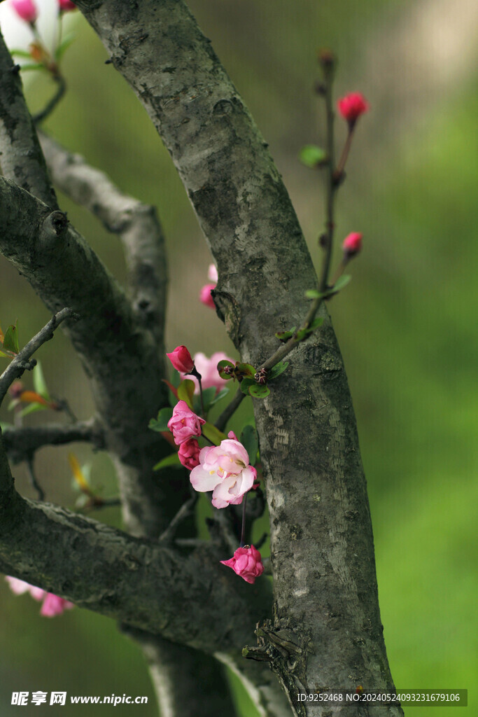 樱花林