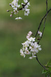 樱花树 