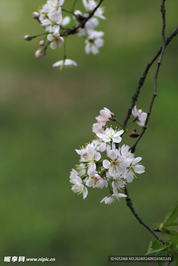 樱花树 