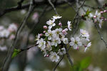 樱花枝