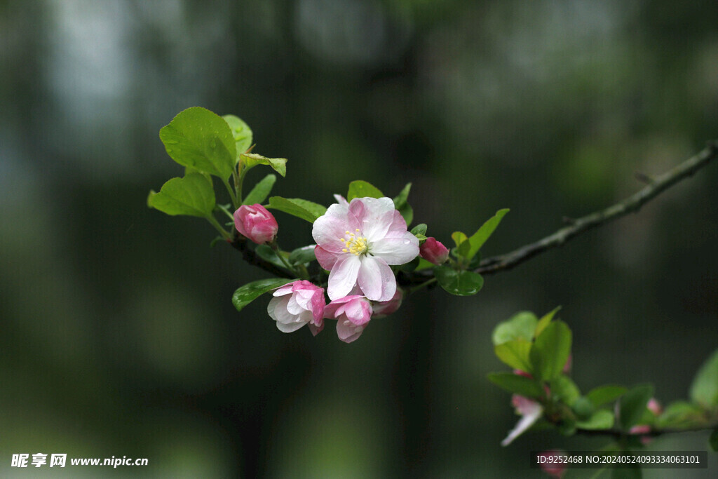 粉樱花