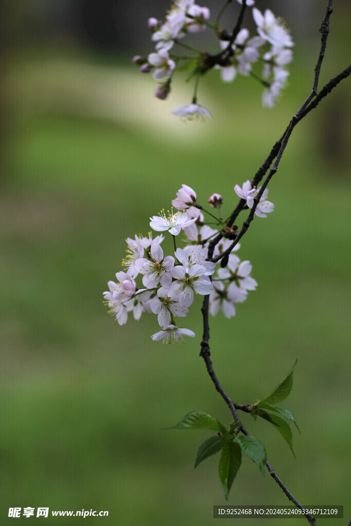 樱花枝 