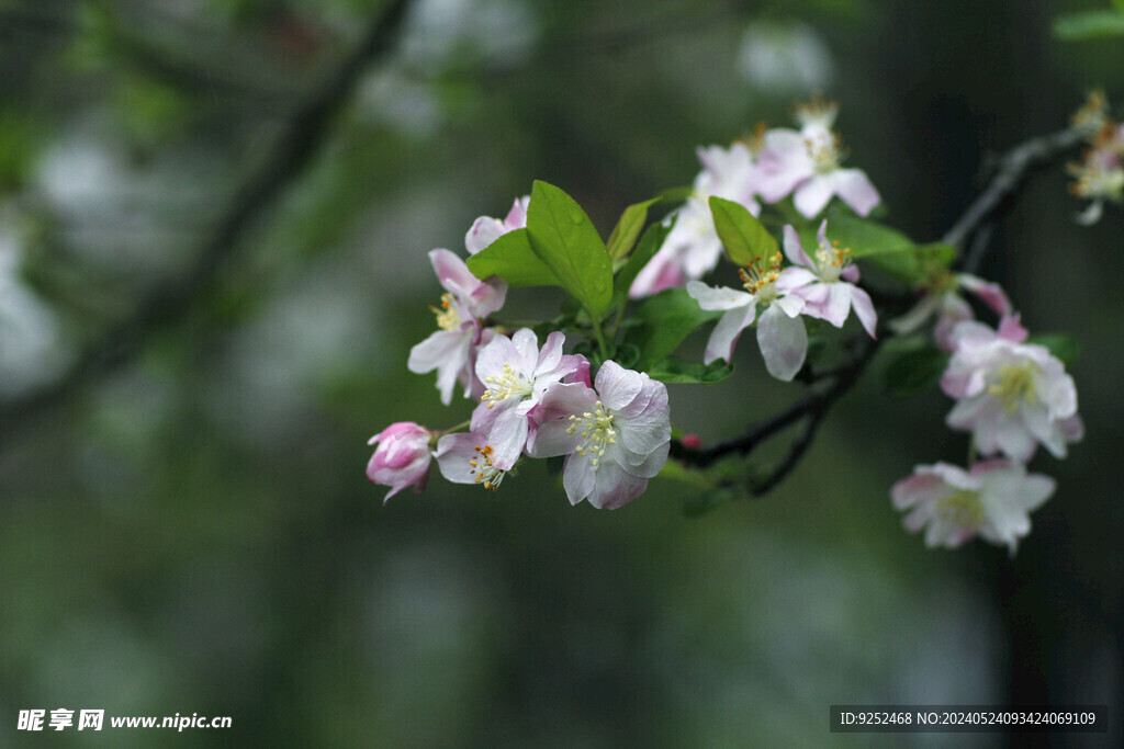  樱花林