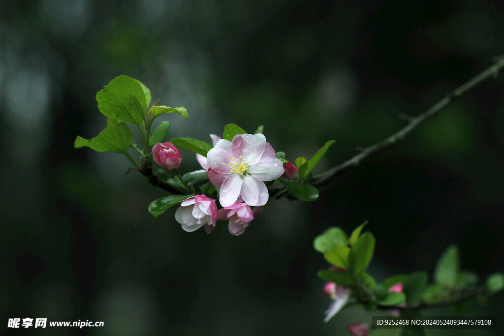 粉樱花 