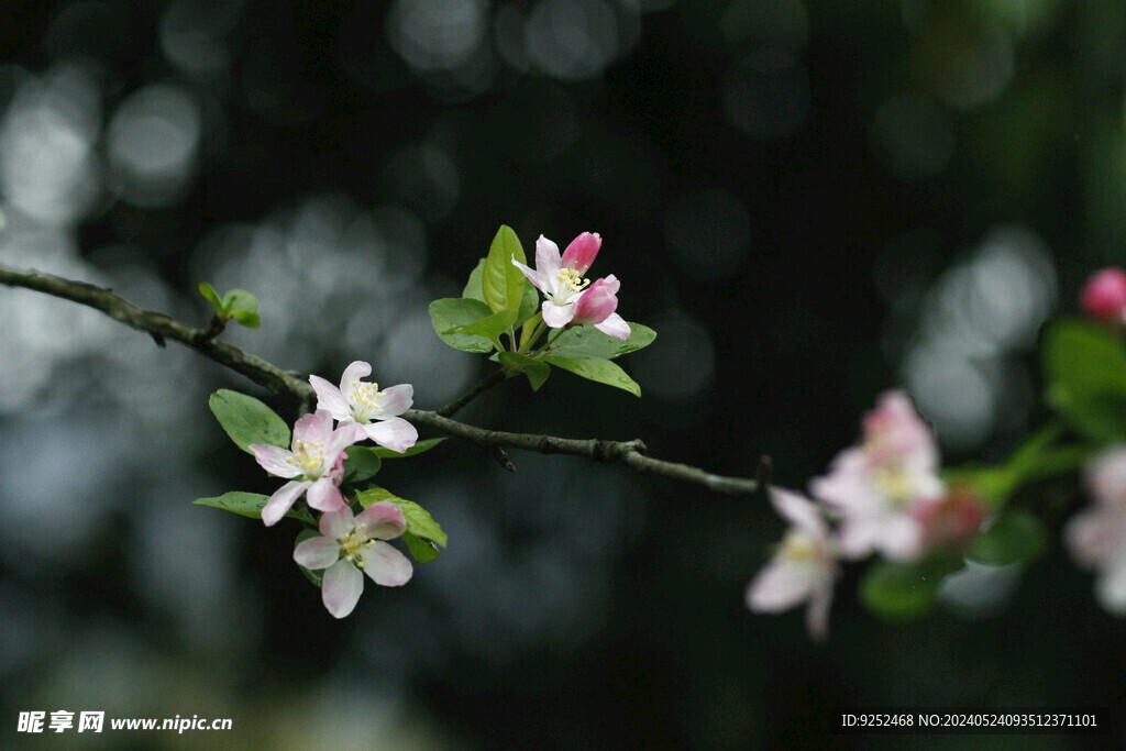 樱花树 