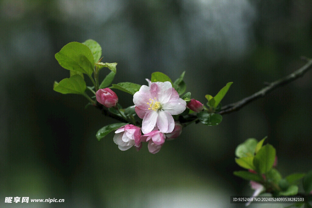 粉樱花 