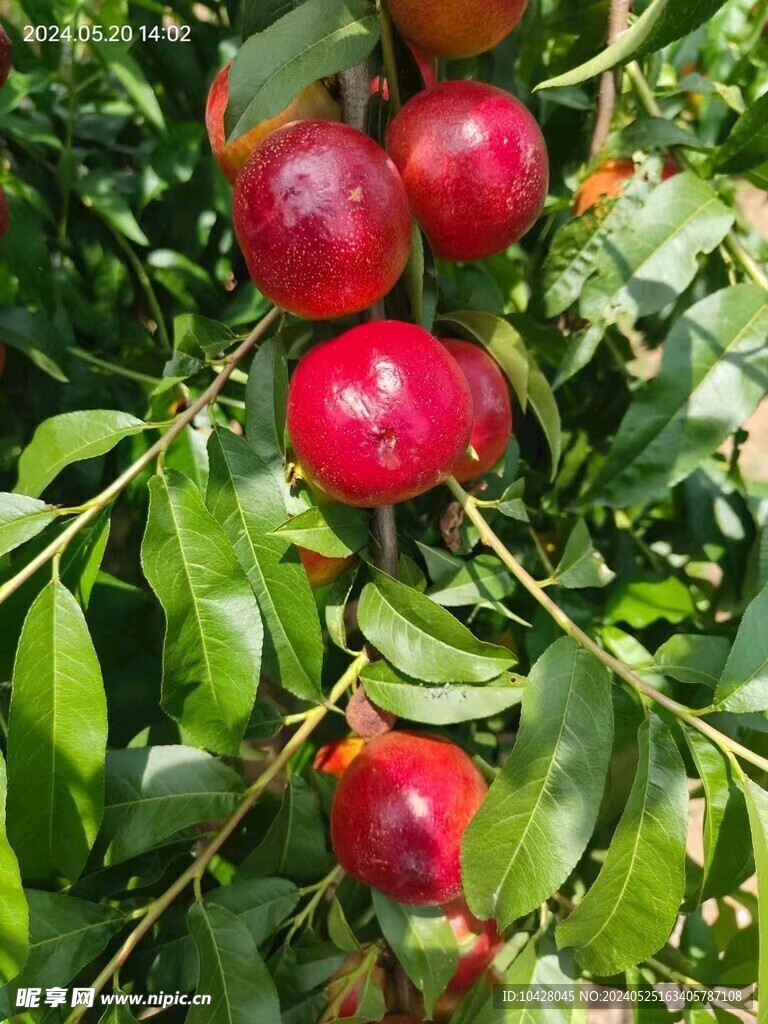 油桃