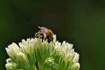 野蜂