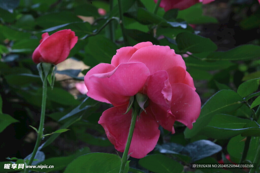 月季花