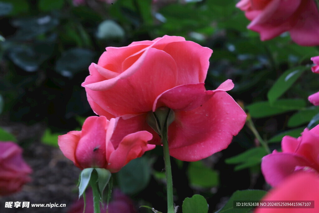 月季花 