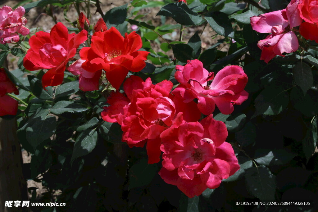 月季花 