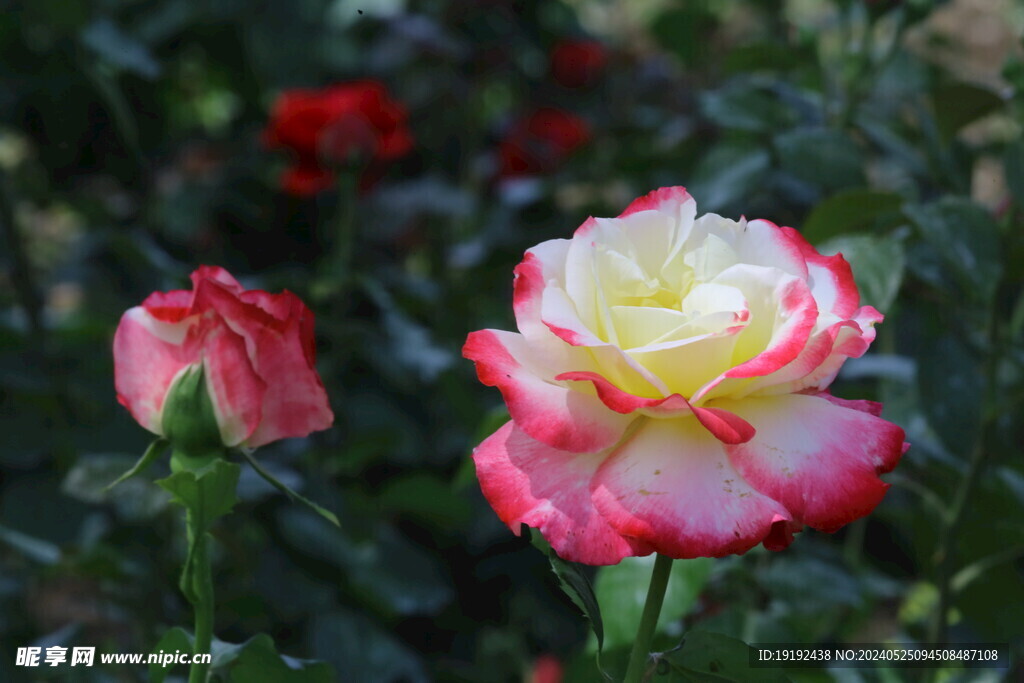 月季花 