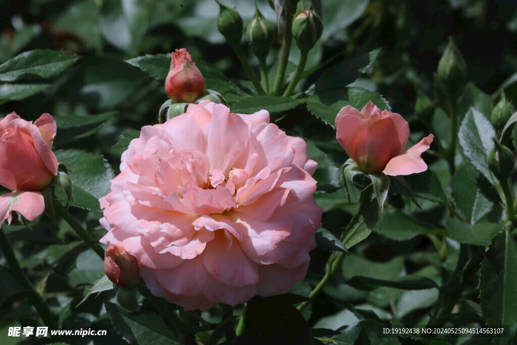 月季花  