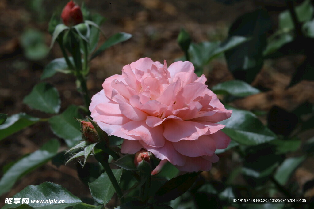 月季花 