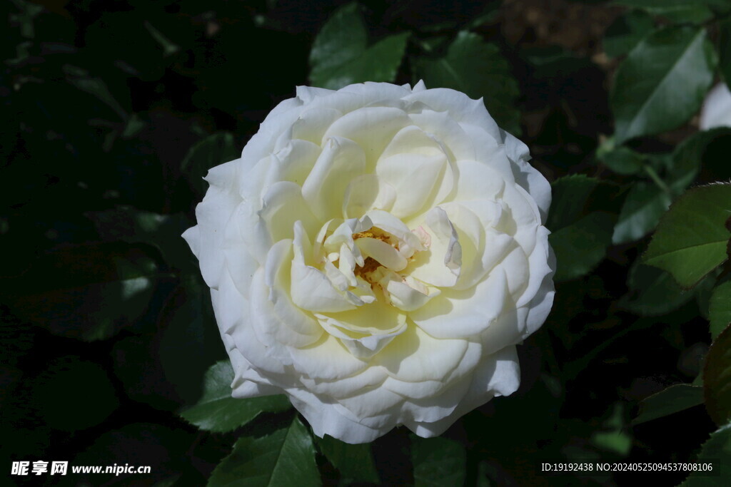 月季花  