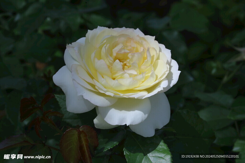月季花  