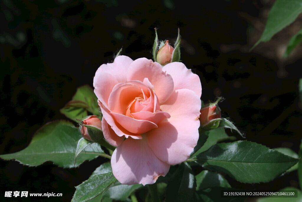 月季花  