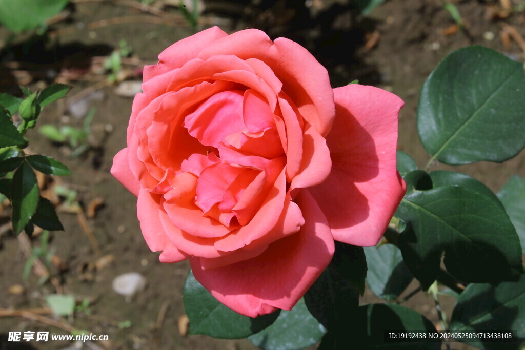 月季花  