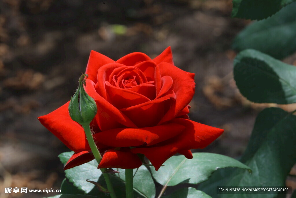 月季花 