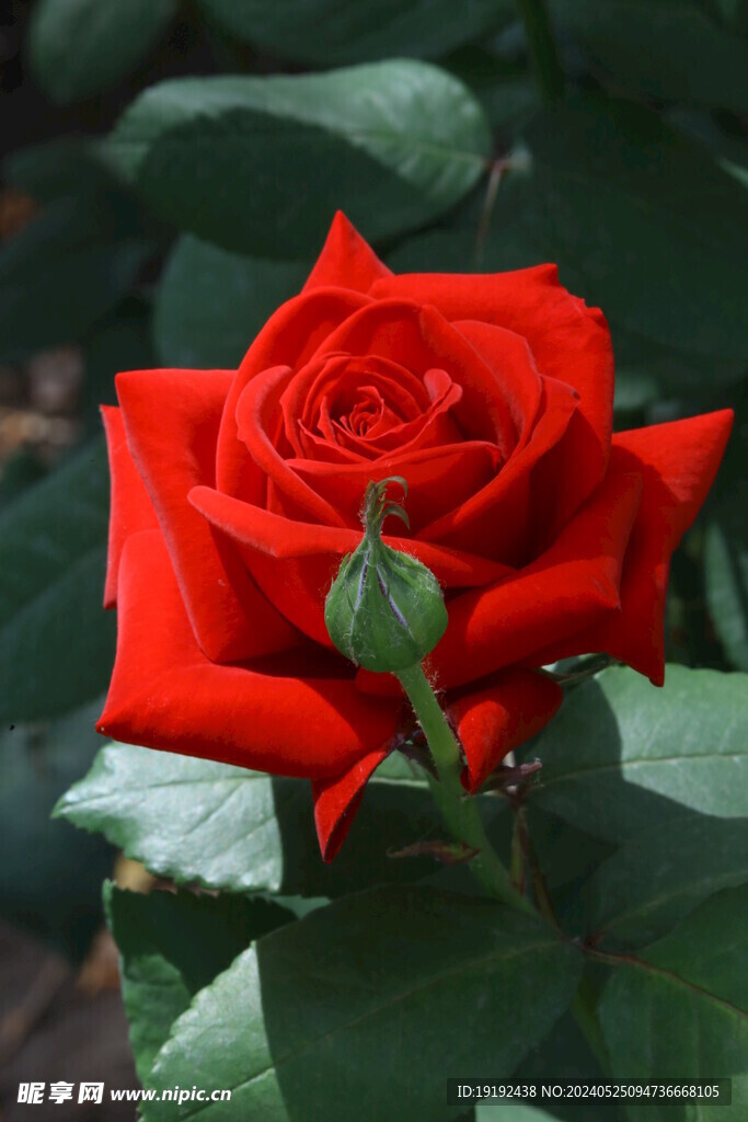 月季花