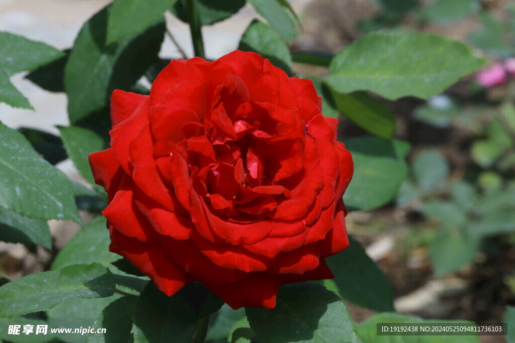 月季花  