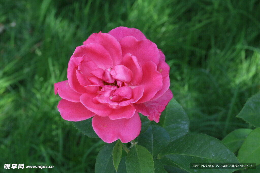 月季花  
