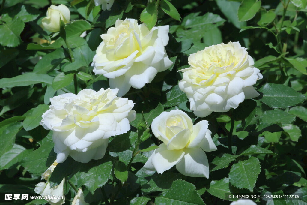 月季花  