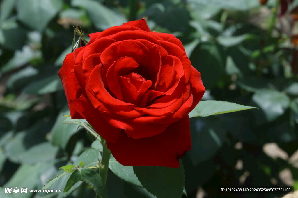 月季花  