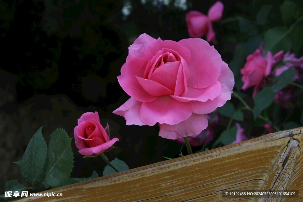 月季花
