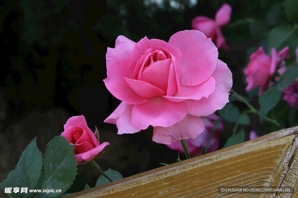 月季花 