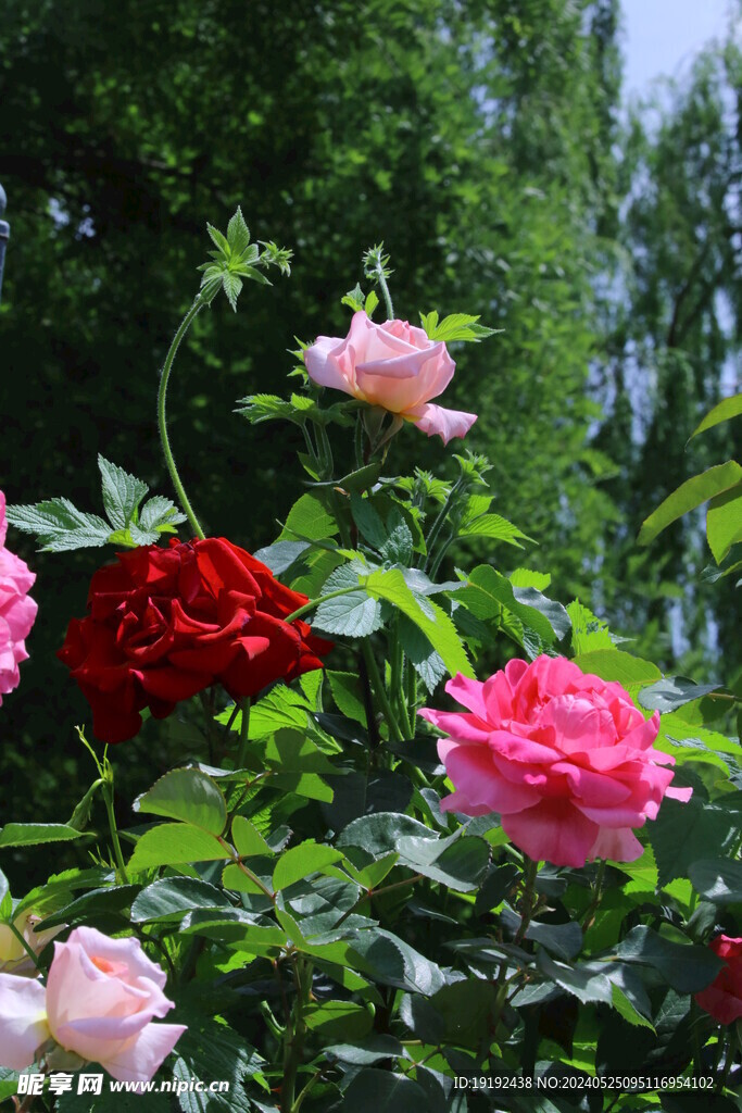 月季花 