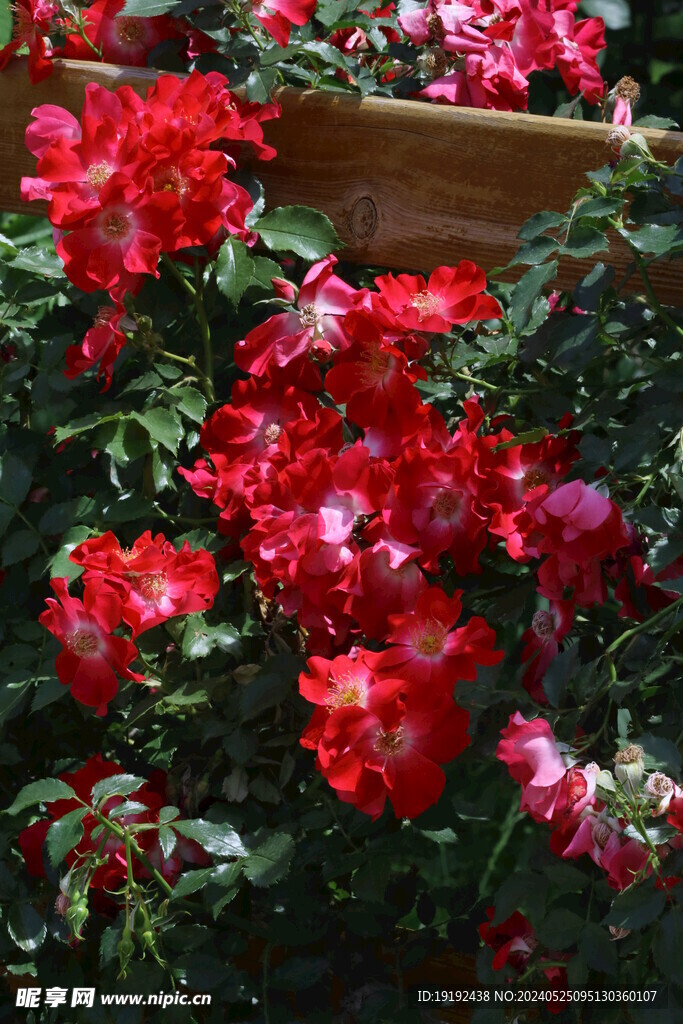 月季花 