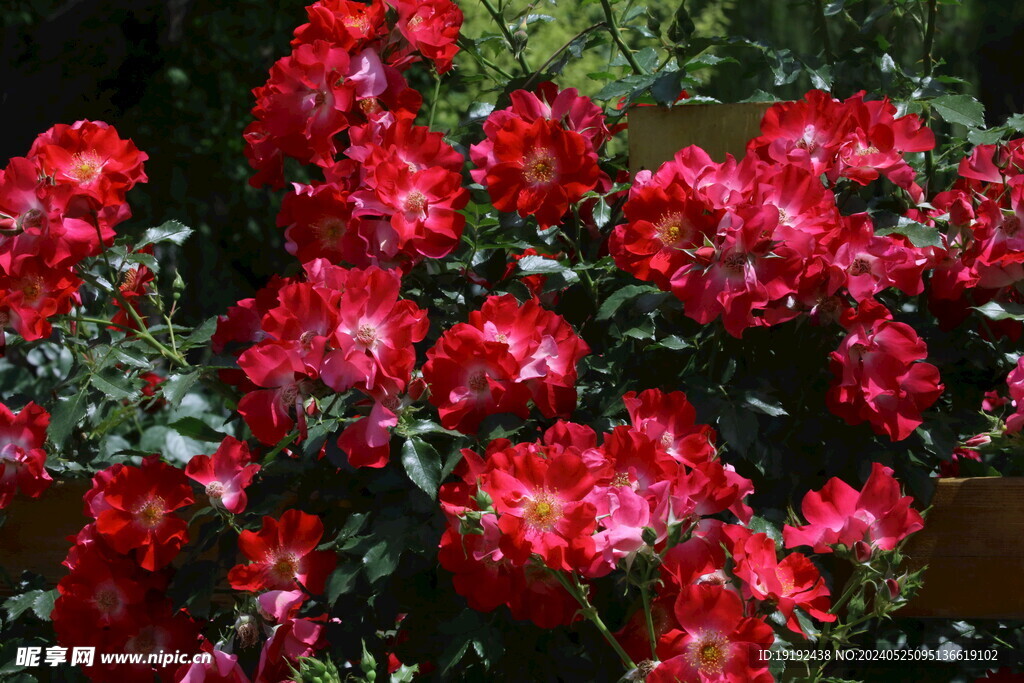月季花 