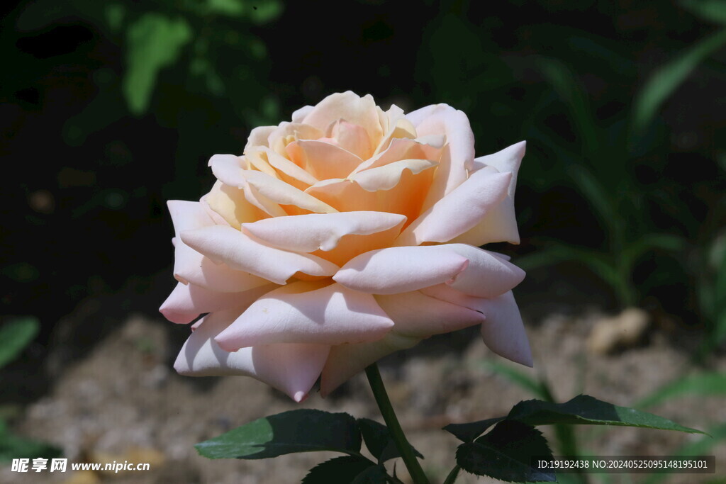 月季花 