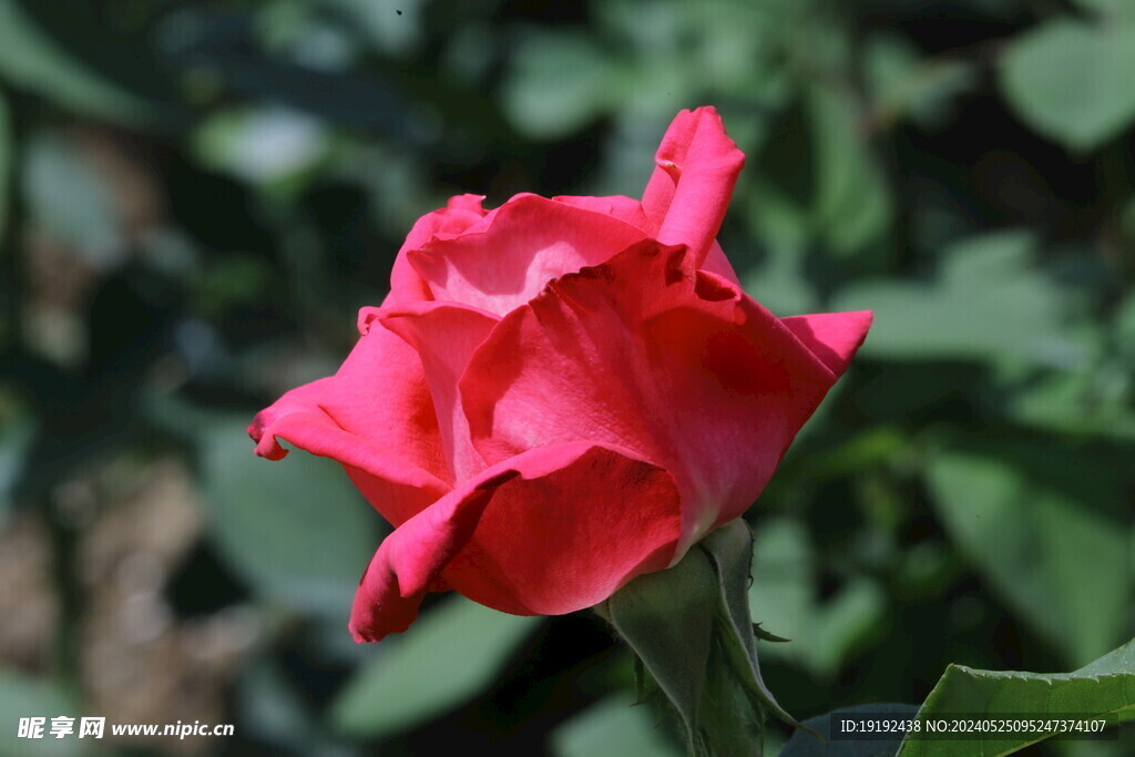 月季花 