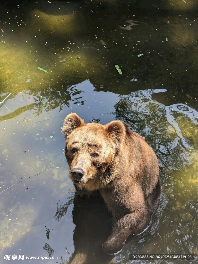 灰熊
