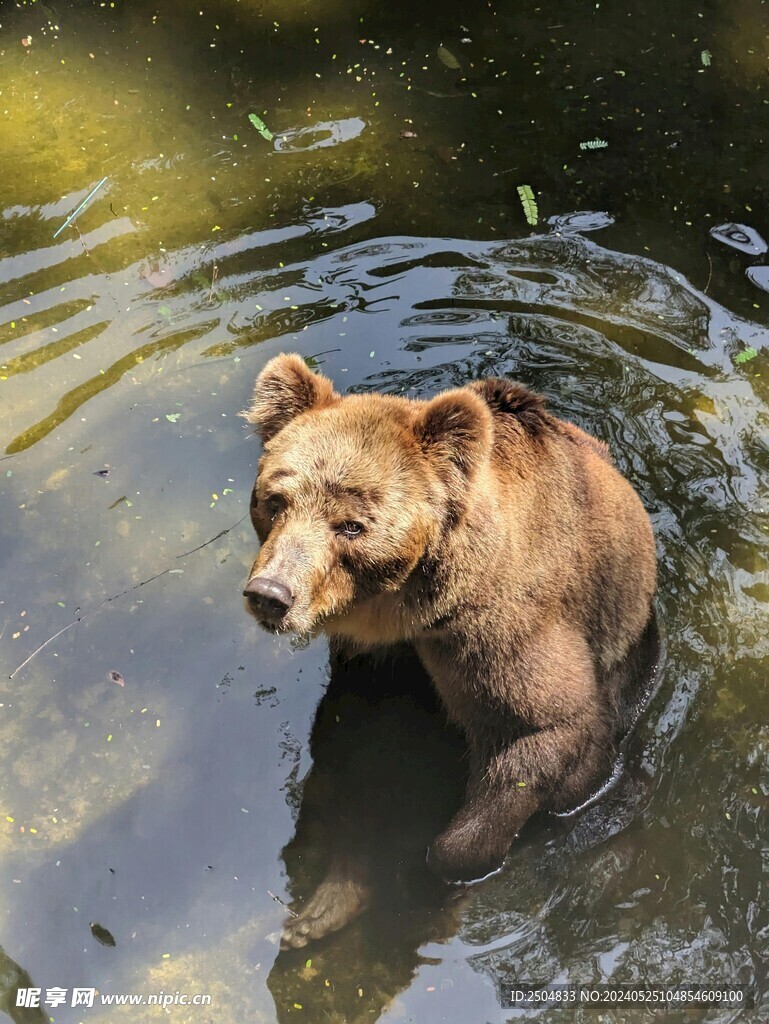 灰熊