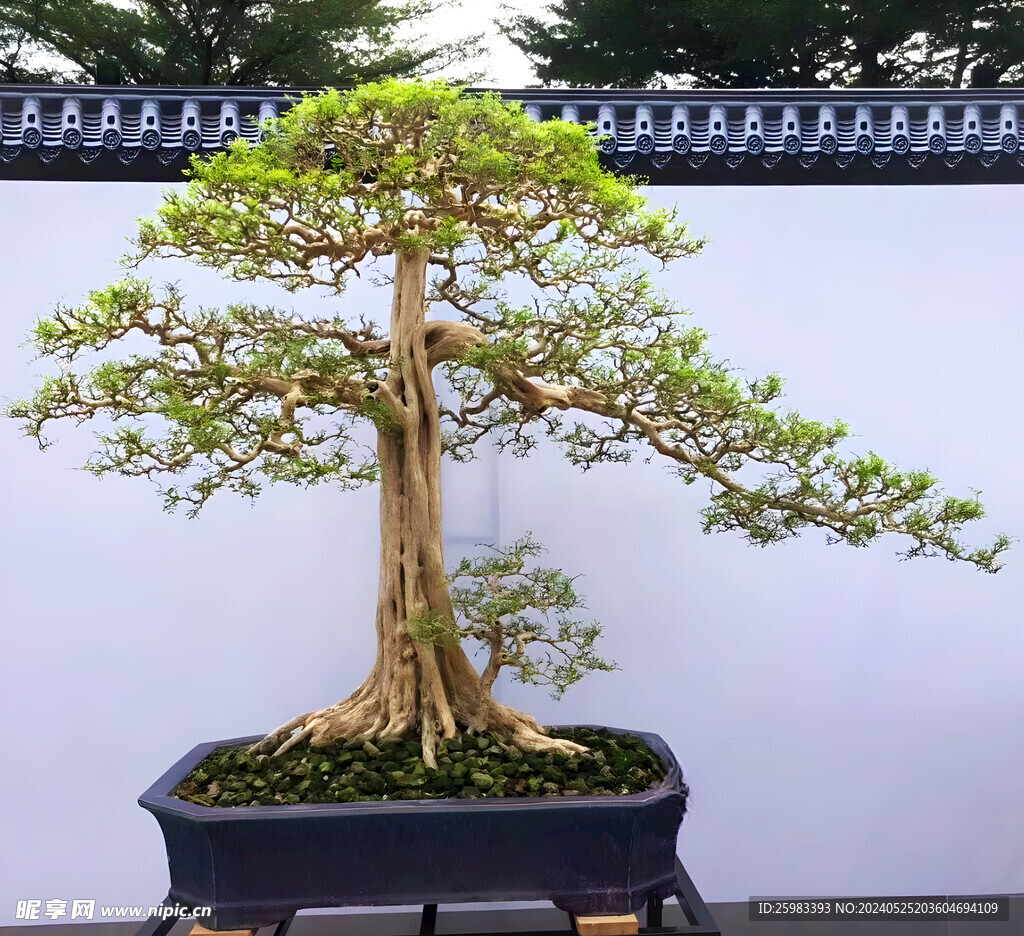盆景