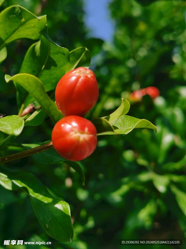 石榴花 