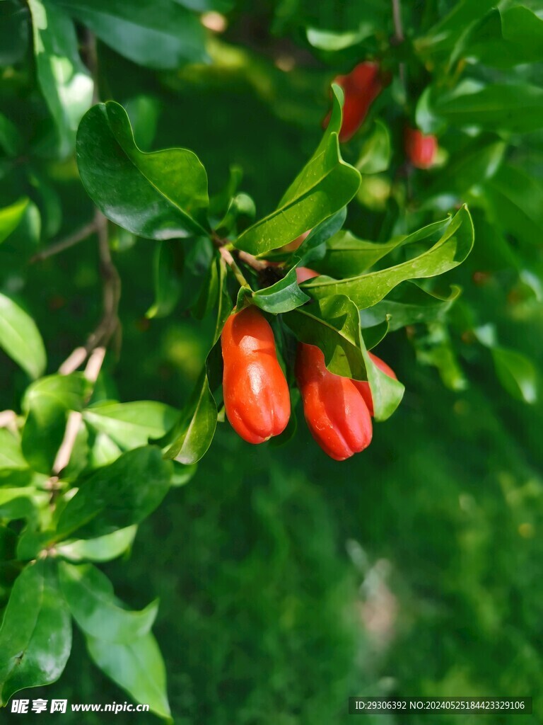 石榴花 