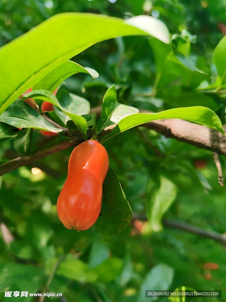 石榴花   