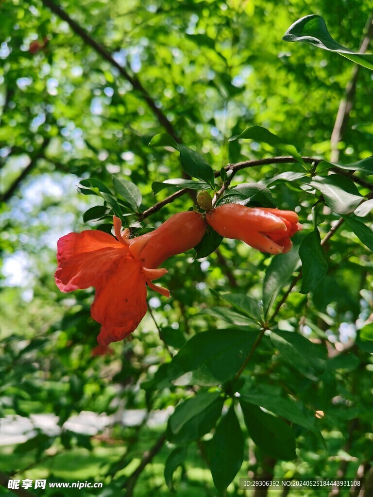 石榴花   